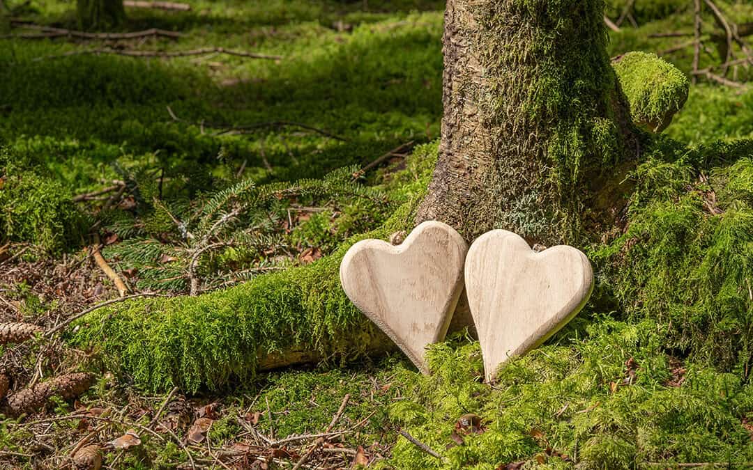 Holzarten in Österreich: Material mit Charakter