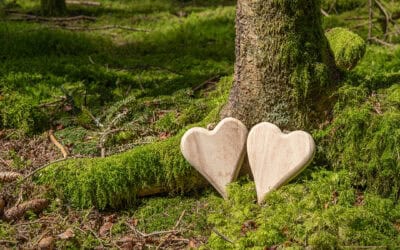 Holzarten in Österreich: Material mit Charakter