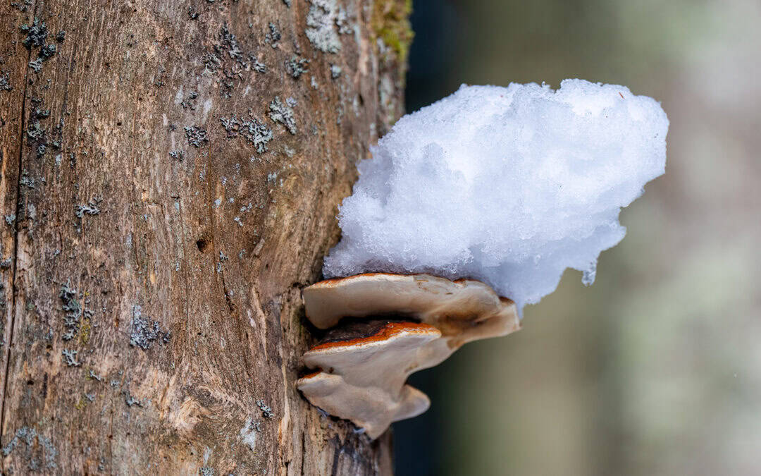 Winter im Wald: Was unter der Schneedecke passiert – und warum das wichtig ist