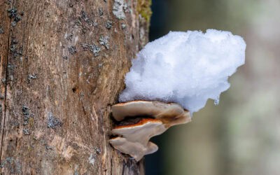 Winter im Wald: Was unter der Schneedecke passiert – und warum das wichtig ist