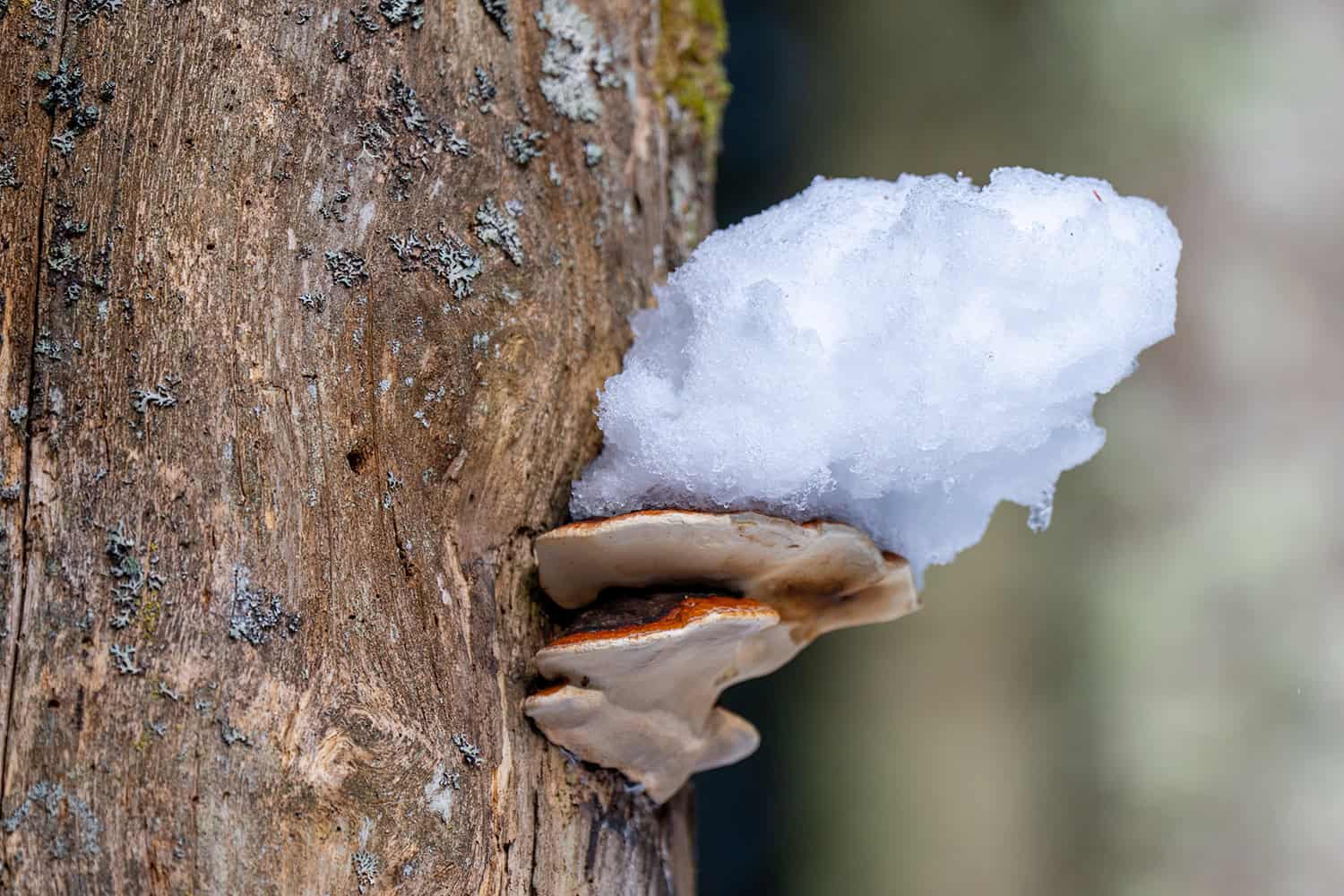 Der Wald im Winter und die Biodiversität, Waldgeschichten