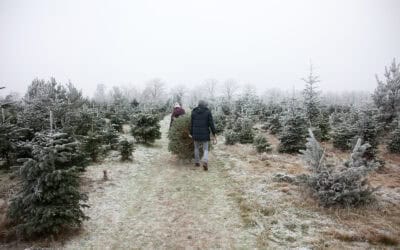 Christbaum selber schneiden: Die besten Tipps für Österreich