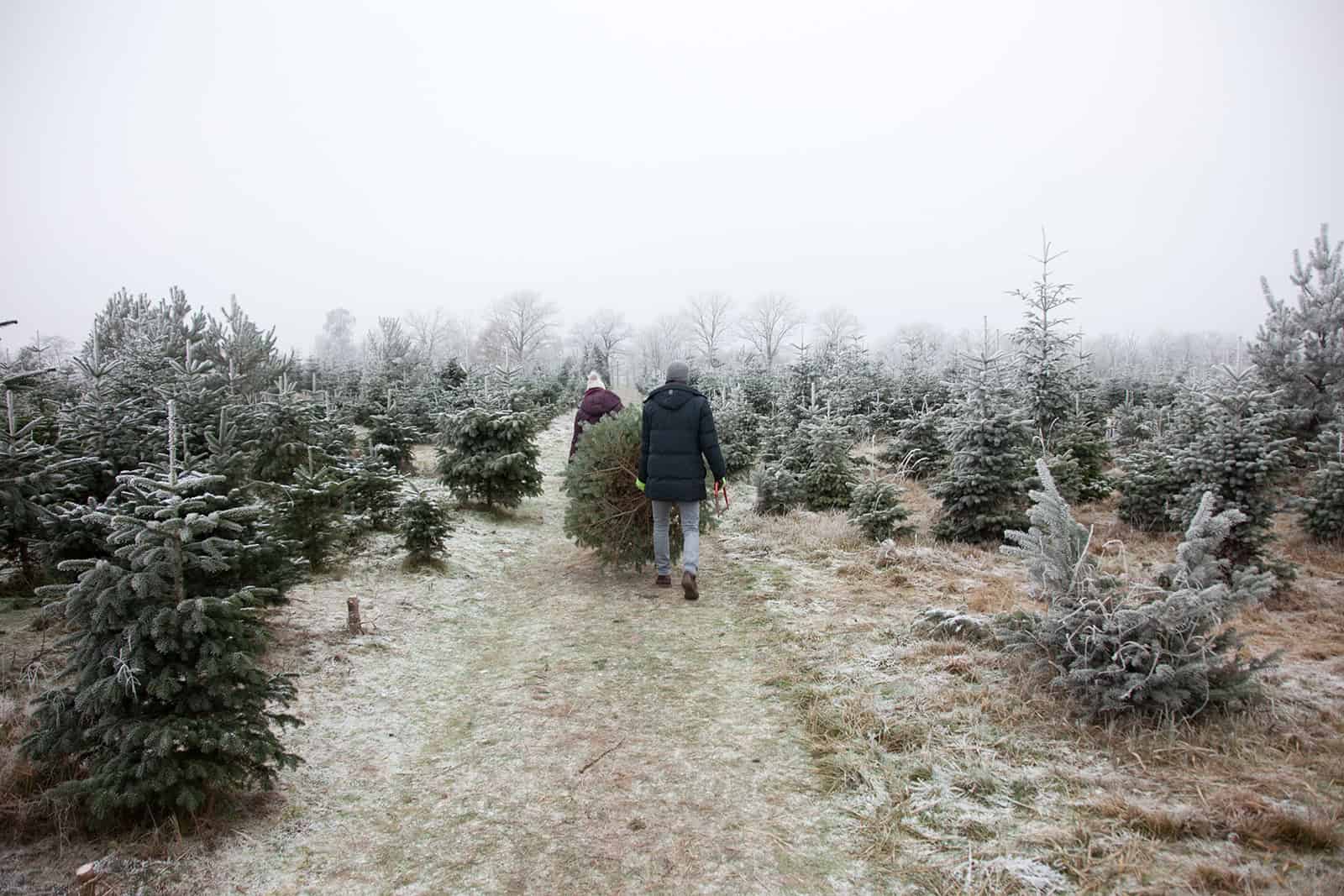 christbaum-weihnachtsbaum-österreich-selbst-schlagen-waldgeschichten Christbäume in Österreich selber schlagen