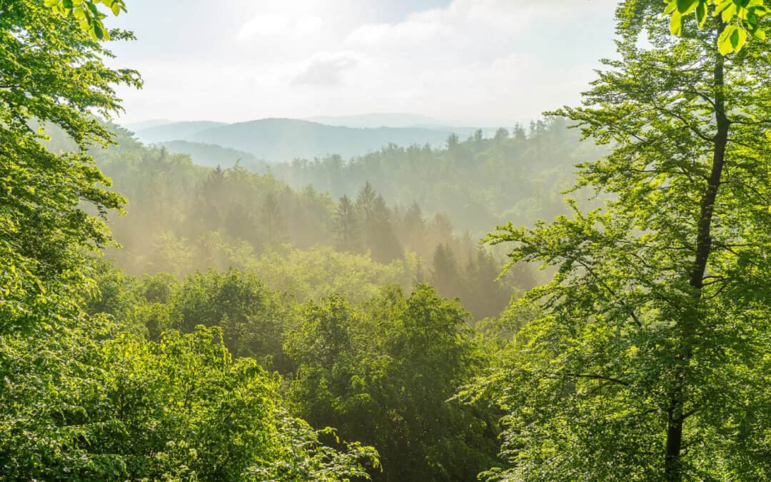 Forschung trifft Praxis: So können Waldbesitzer von der Forschung profitieren