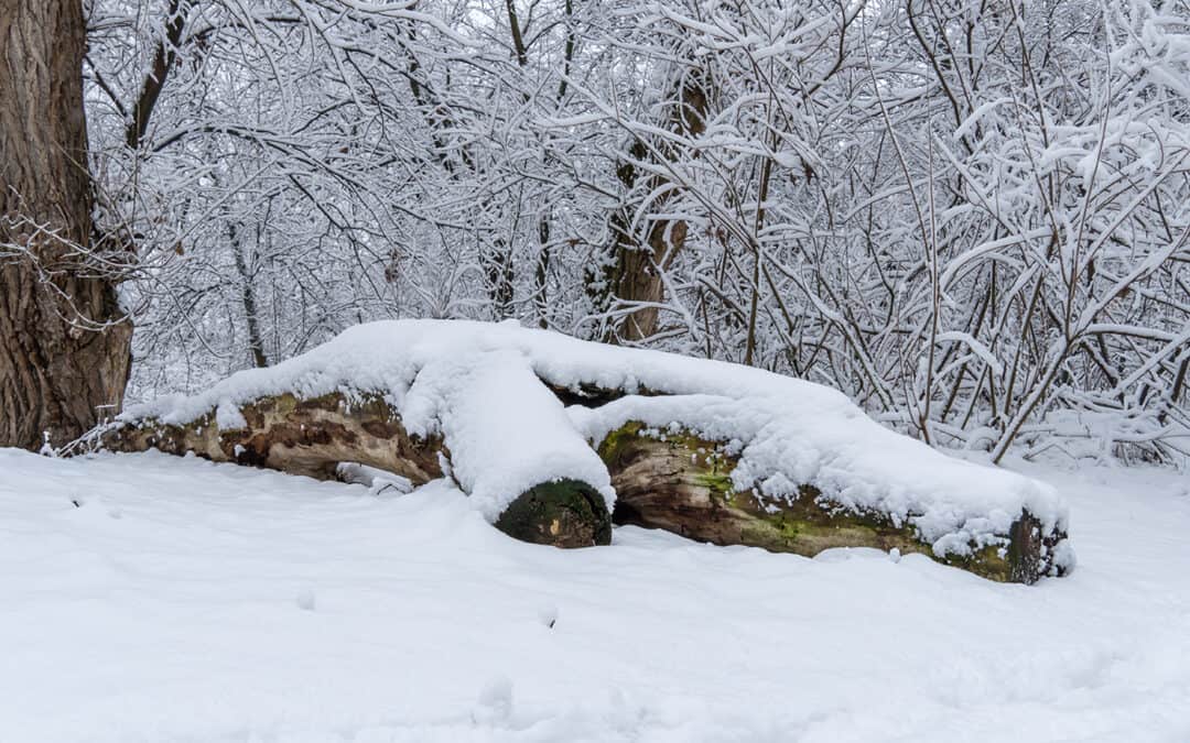 Ein Jahr im österreichischen Wald – Februar