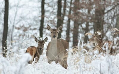 Das Jahr im Wald: Jänner