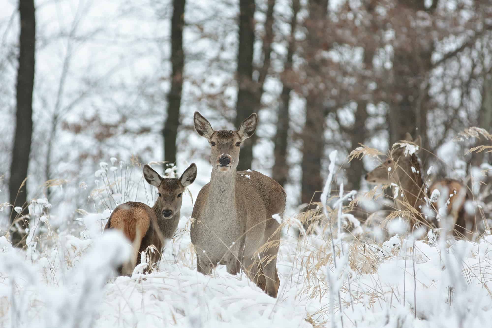 Rehe im Winterwald bei Waldgeschichten