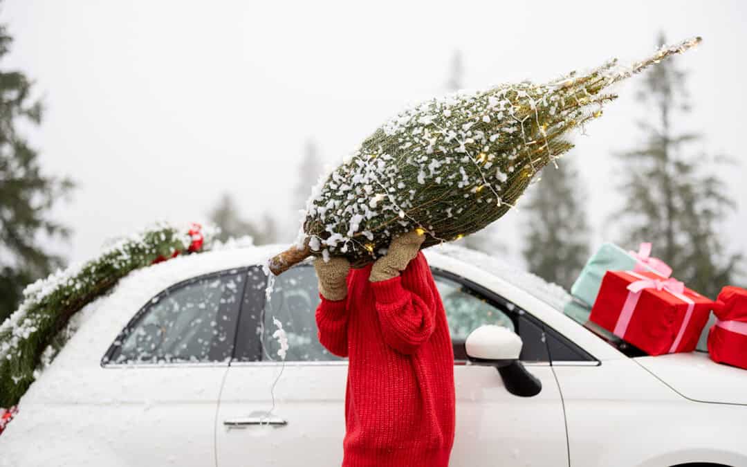 Woher kommt mein Christbaum? Die Reise einer Nordmanntanne