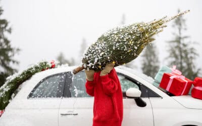 Woher kommt mein Christbaum? Die Reise einer Nordmanntanne