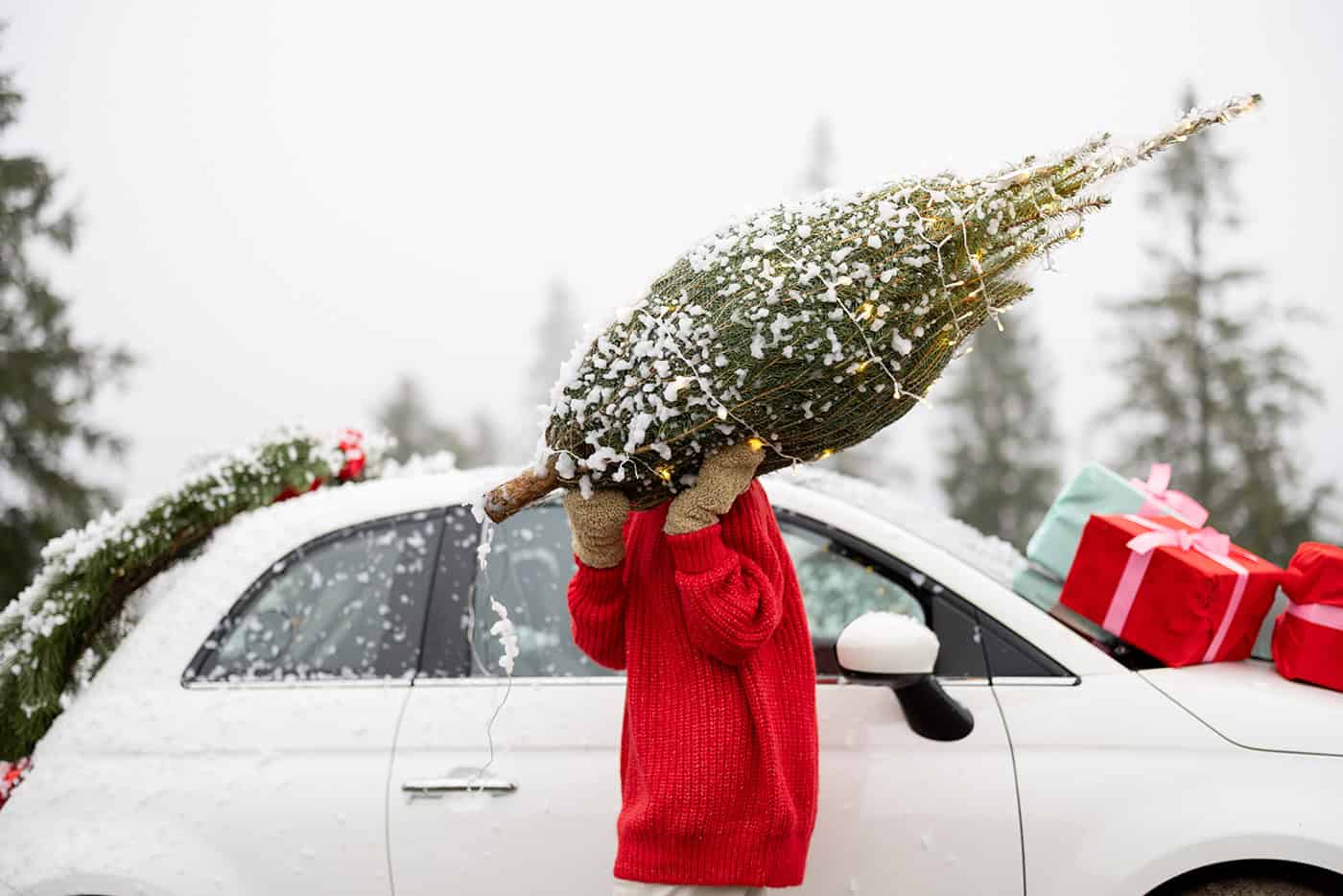 woher-kommt-mein-christbaum-waldgeschichten-österreich Waldgeschichten und die Frage Woher kommt mein Christbaum