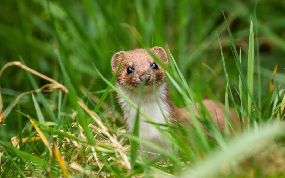 Tier des Jahres 2026: Das Mauswiesel