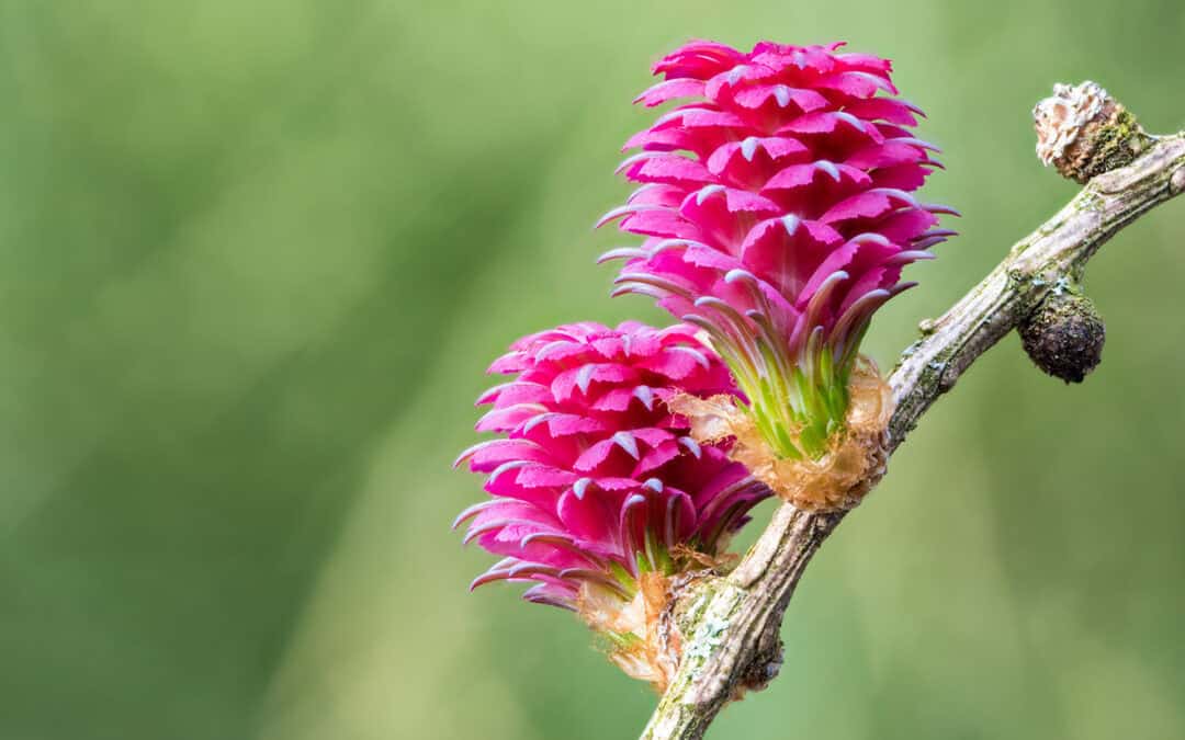 Österreichischer Baum des Jahres 2026: Die Lärche