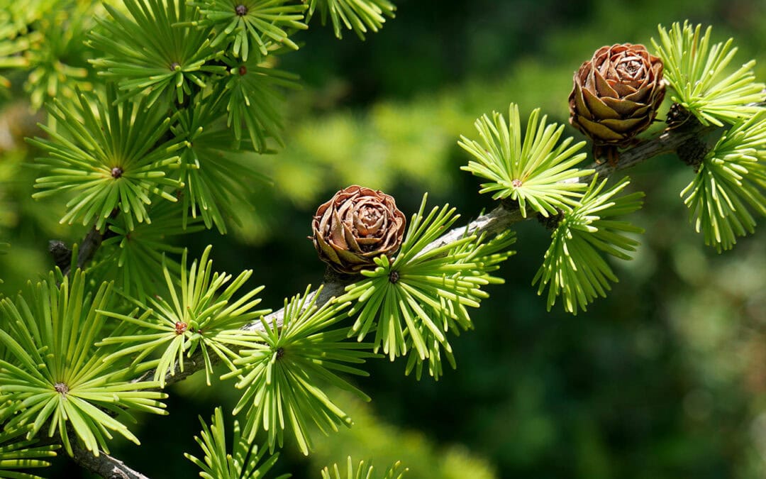 Baum des Jahres 2026: Die Lärche