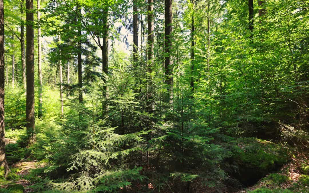 Nachhaltige Waldpflege wirkt: Bundesforste melden positive Waldentwicklung 2025