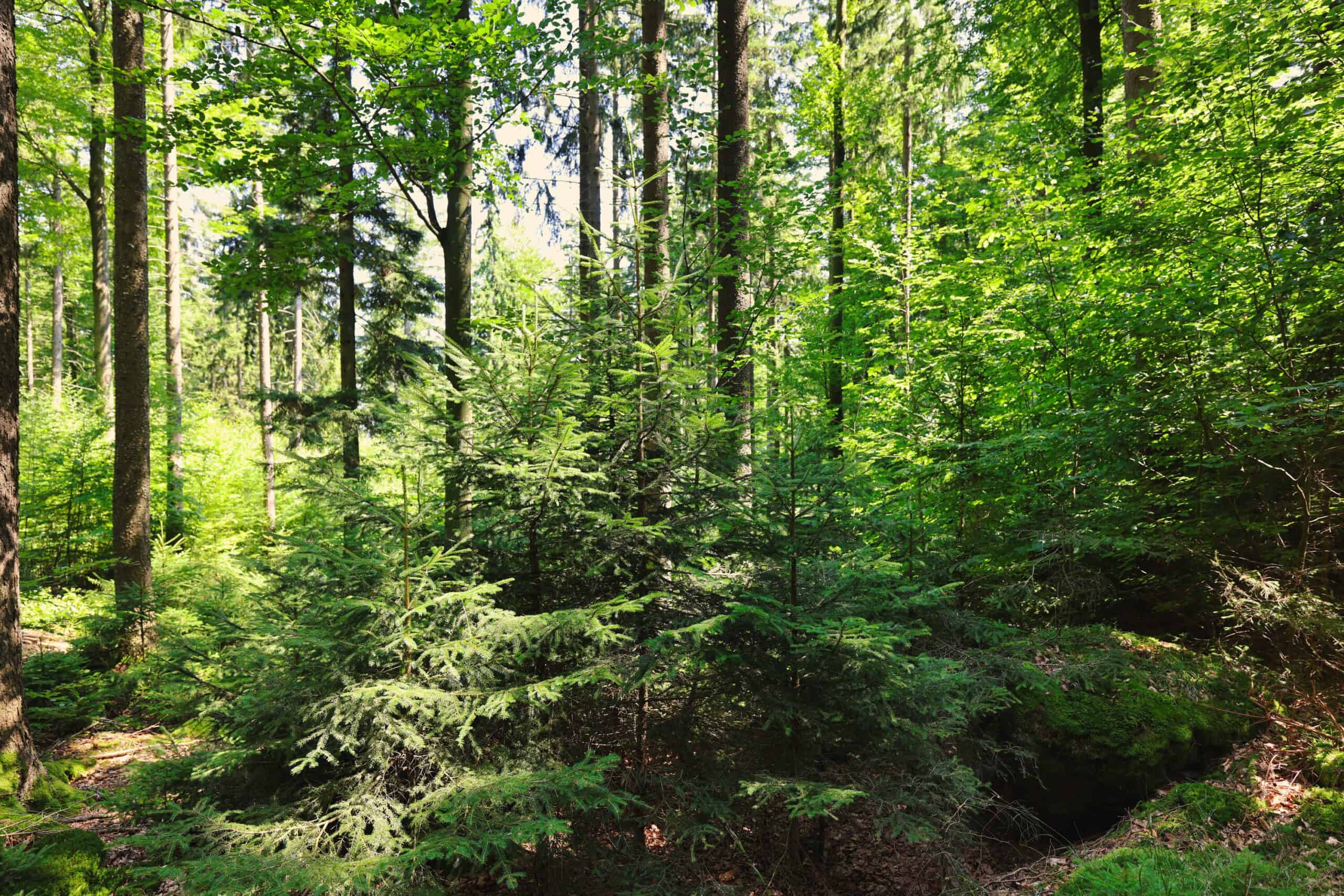 waldgeschichten-Wald_der_Zukunft_Niederoesterreich_2025_oebf_Florian_Platter Die Bundesforste ziehen für das Jahr 2025 Bilanz, Waldgeschichten