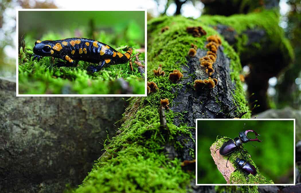 Der Wald in der Schule: Kostenlose Unterrichtsmaterialien für alle Stufen