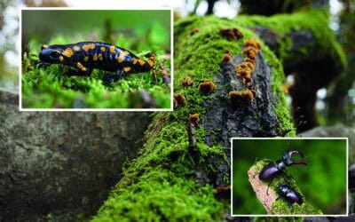 Der Wald in der Schule: Kostenlose Unterrichtsmaterialien für alle Stufen