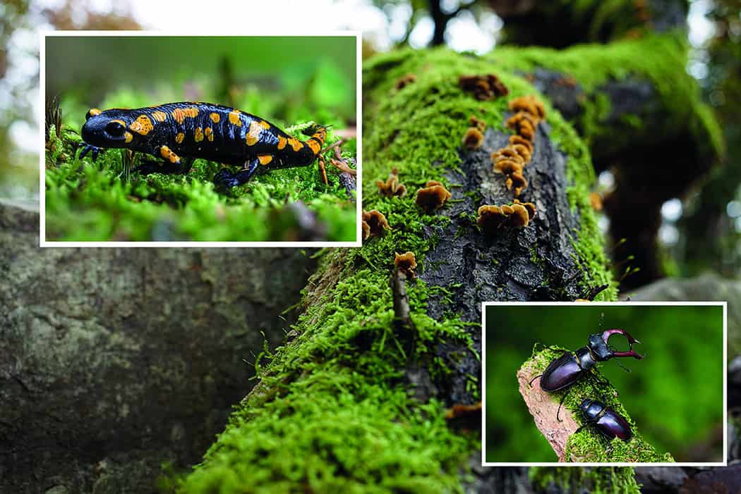 waldgeschichten-biodiversität-unterricht-bildung Waldbiodiversität in der Schule, Waldgeschichten, Unterrichtsmaterialien