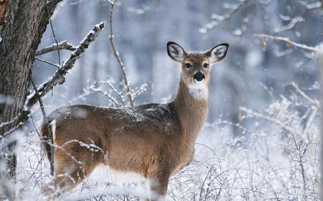 Das Jahr im Wald: Jänner