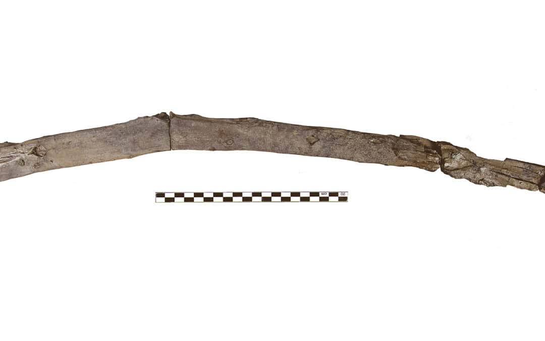 Holz: Haltbarer, als wir glauben – und älter als jede Zivilisation