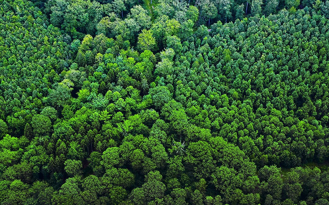 Digitale Werkzeuge für Großwaldbesitzer