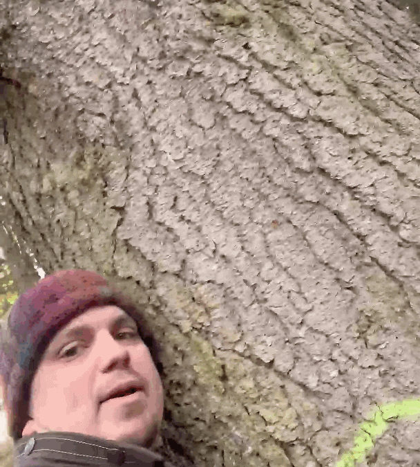 Waldumbau im Fichtenwald – radikal und klimafit