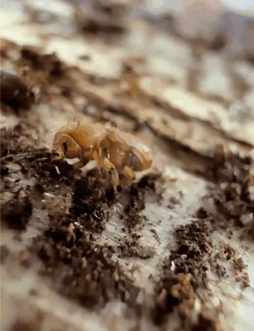 Bläuepilz durch Borkenkäfer: Wann Waldbesitzer rasch handeln sollten