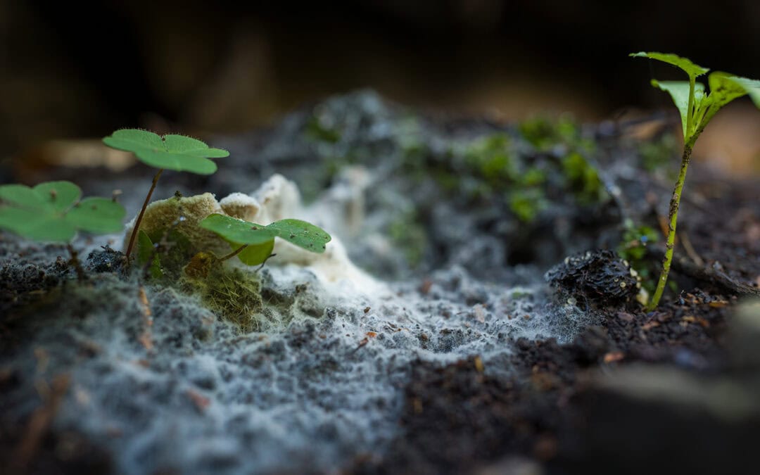 Mykorrhiza: Wie Pilznetzwerke klimafitte Wälder stärken
