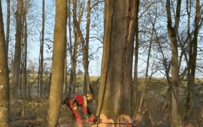 Waldgeschichten berichtet über den Siegerbaum der Wertholzsubmission 2026