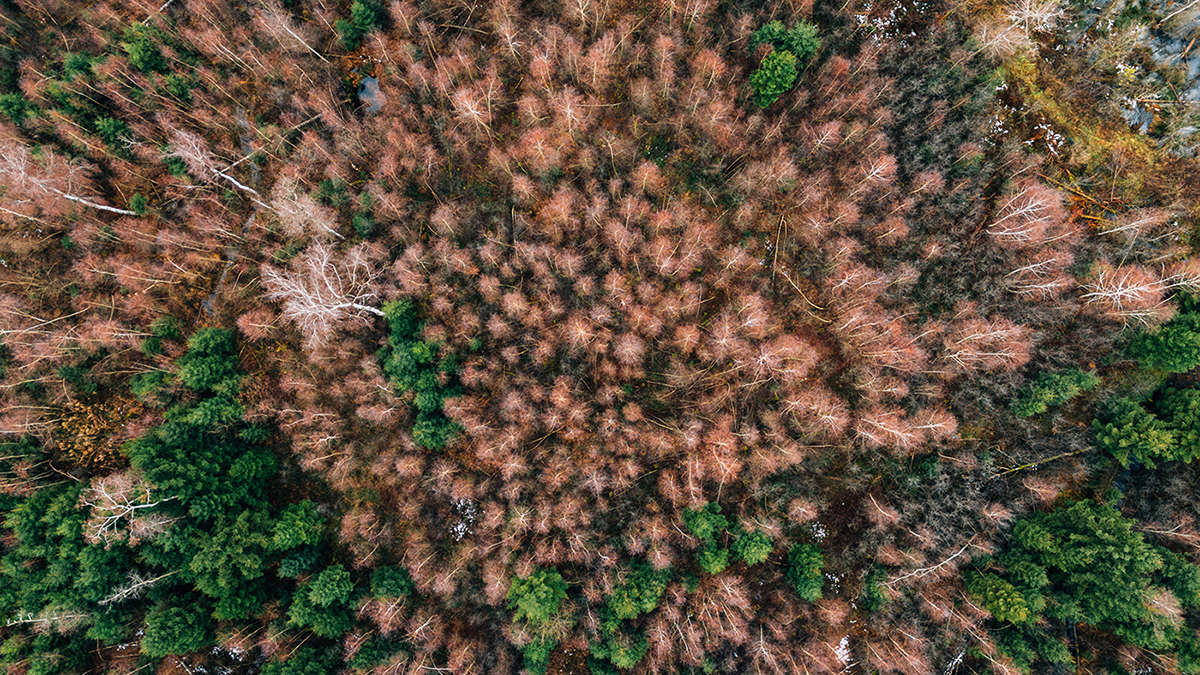 Internationaler Tag des Waldes auf waldgeschichten.com