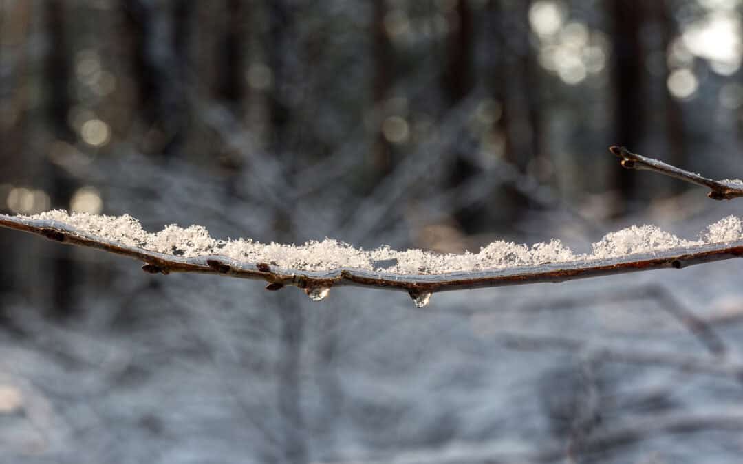 Ein Jahr im österreichischen Wald: März