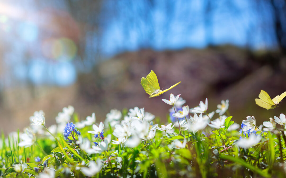 14. März: Tag des Schmetterlings