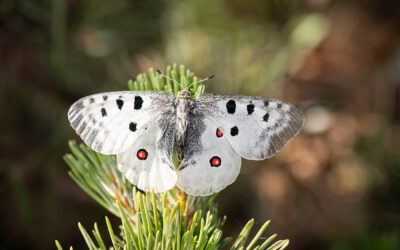 Schmetterlinge in Österreich: Was sie über unsere Wälder erzählen