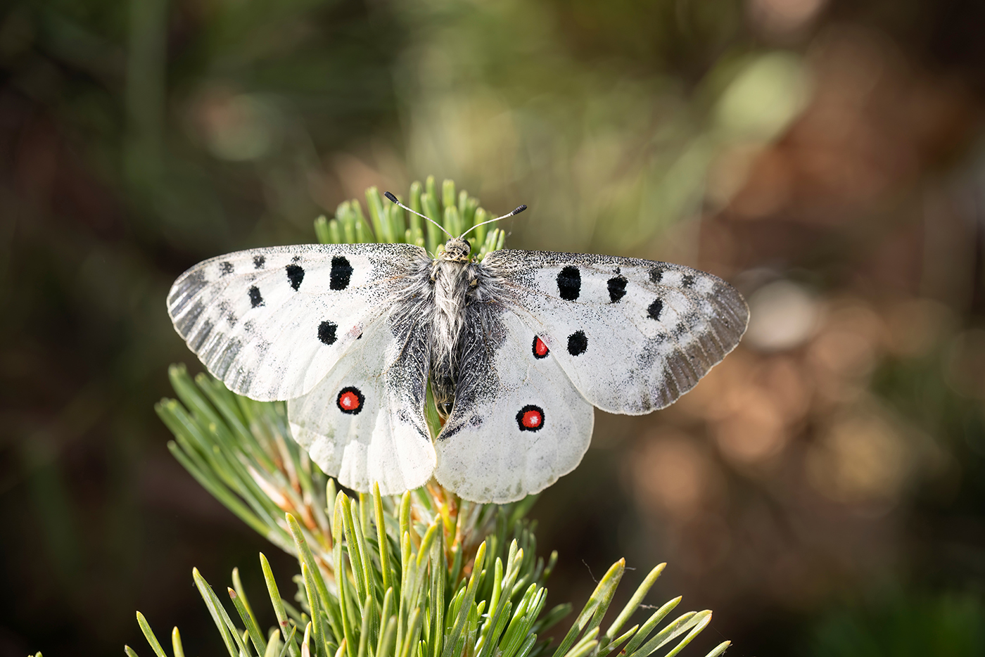 Waldgeschichten über den Tag des Schmetterlings