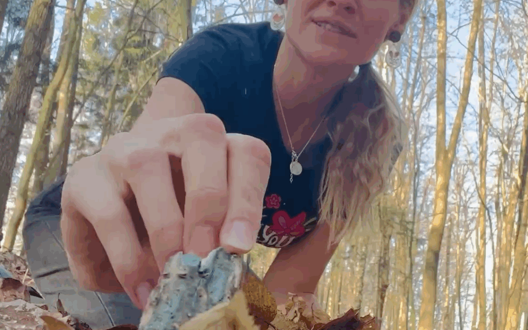 Grünspanbecherling: Der Pilz, der Holz türkis färbt