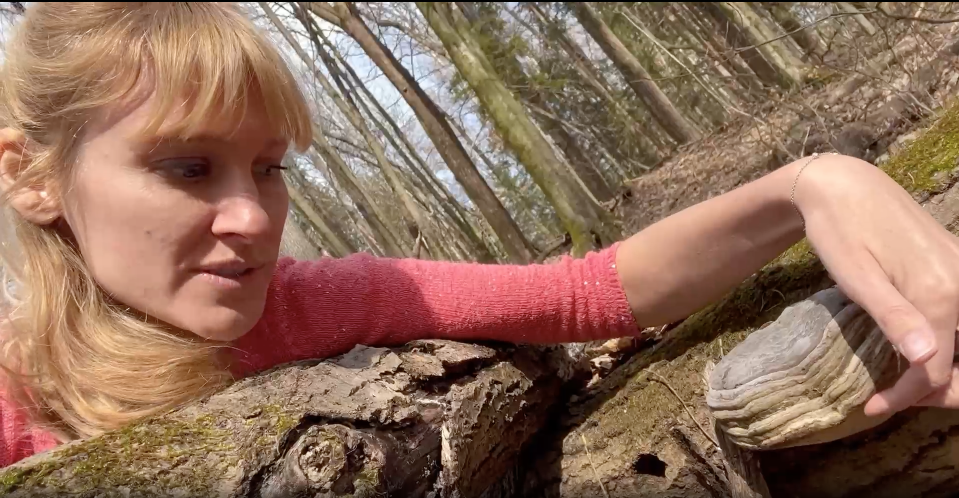 Zunderschwamm im Wald