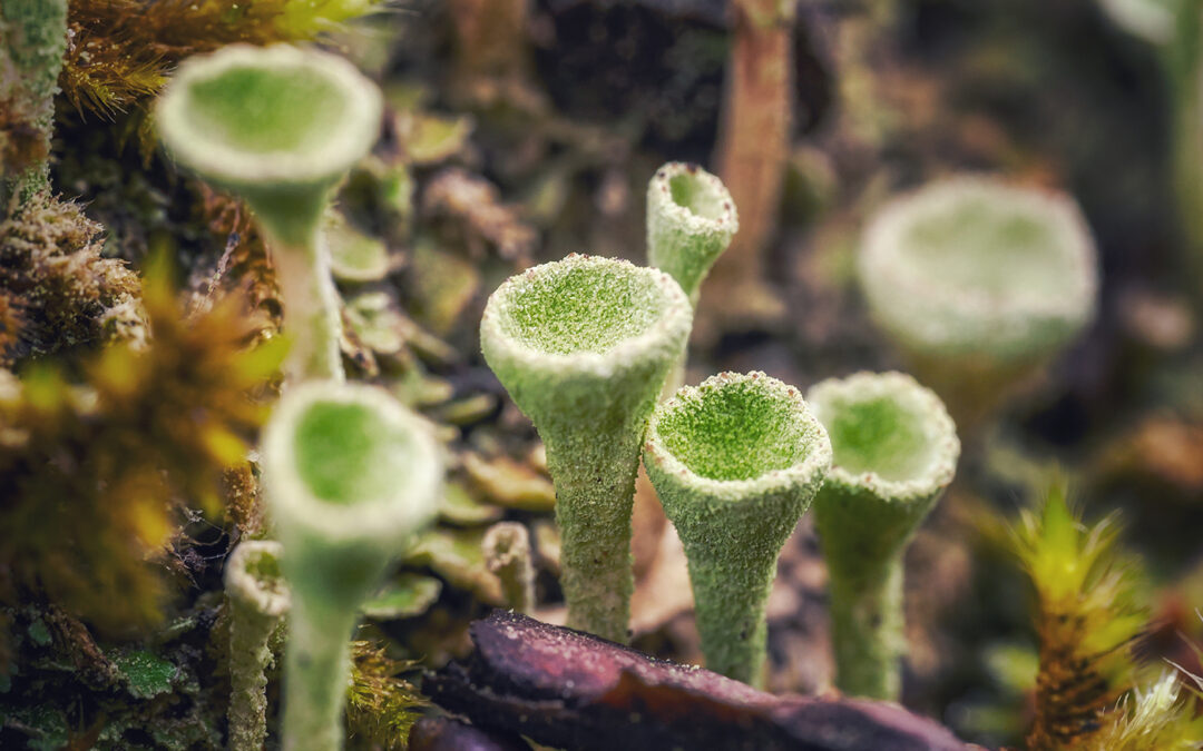 Wald, Natur und Biodiversität