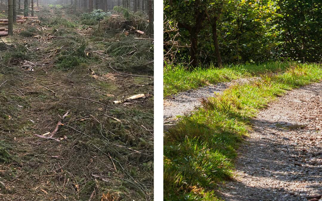 Rückewege im Wald: Unterschied zur Forststraße und warum sie für die Holzernte wichtig sind