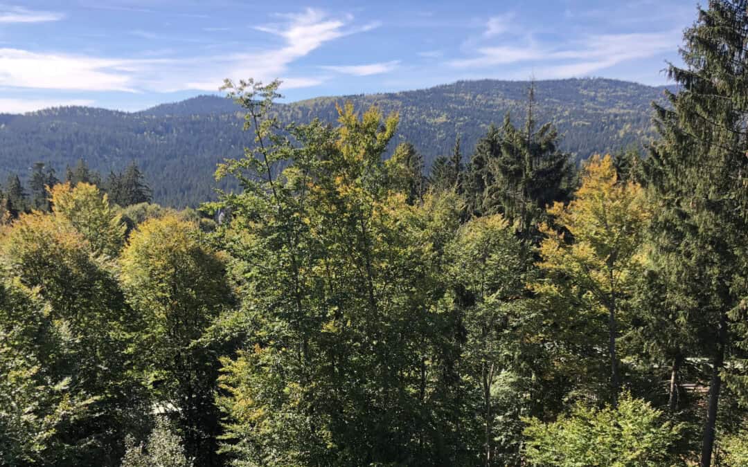 Wie Biodiversität unsere Wälder resilienter macht