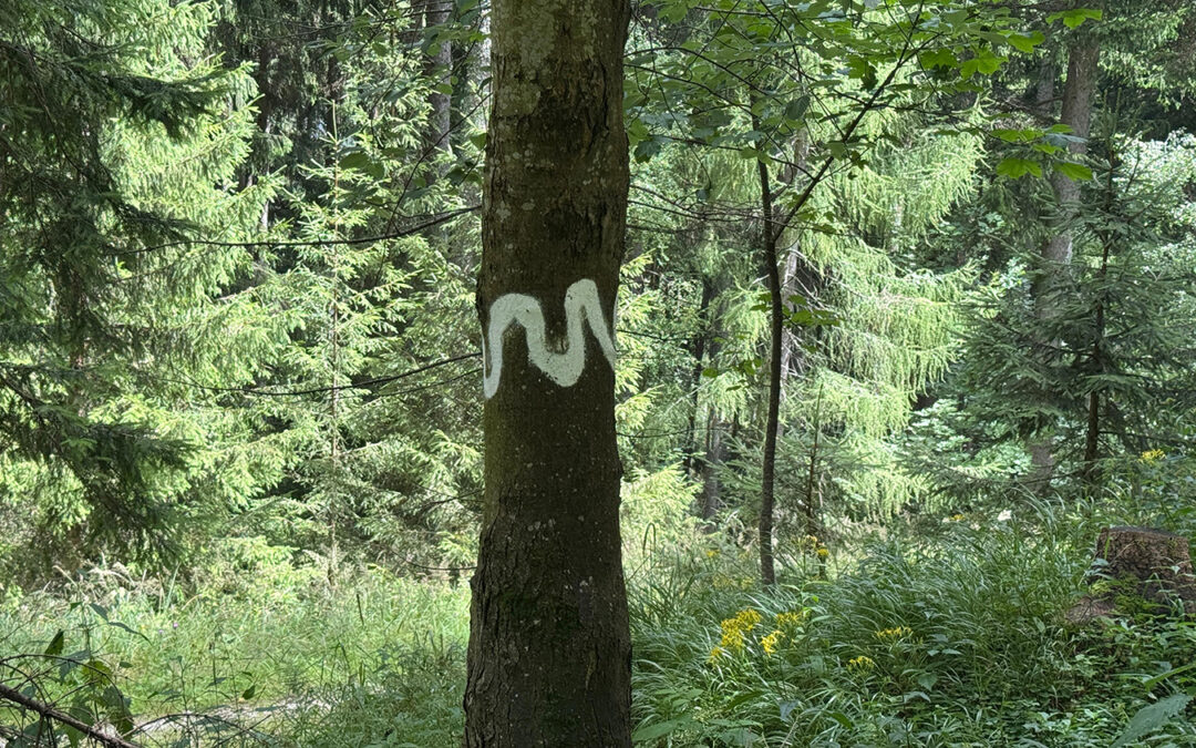 Holzernte und Biodiversität