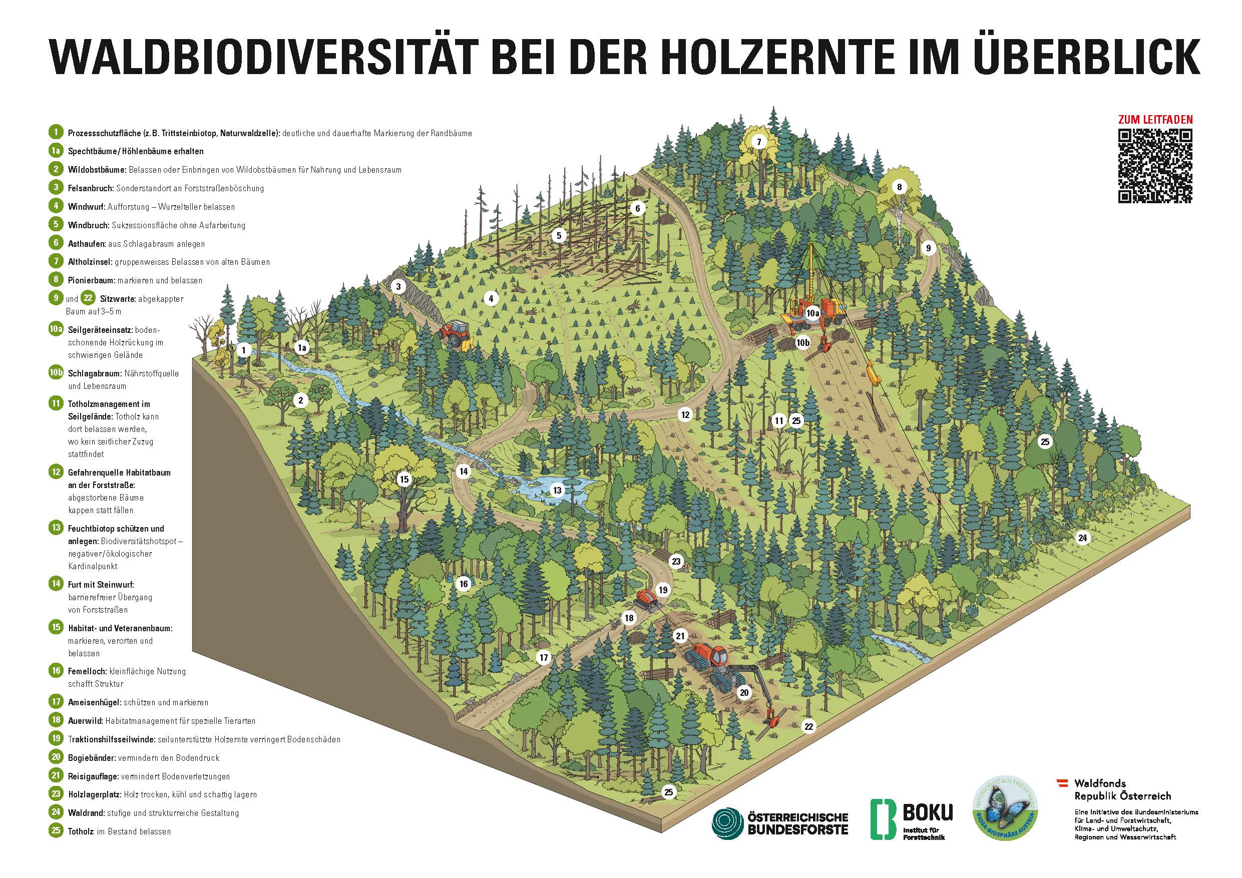 Waldgeschichten über Holzernte und Waldbiodiversität, BIOSA