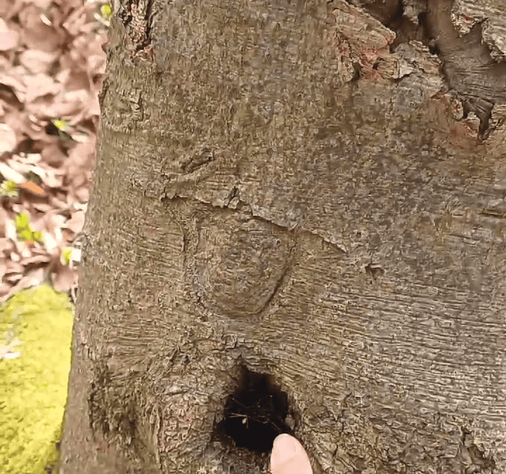 Dendrotelm im Wald: Warum wassergefüllte Baumhöhlen wichtig sind