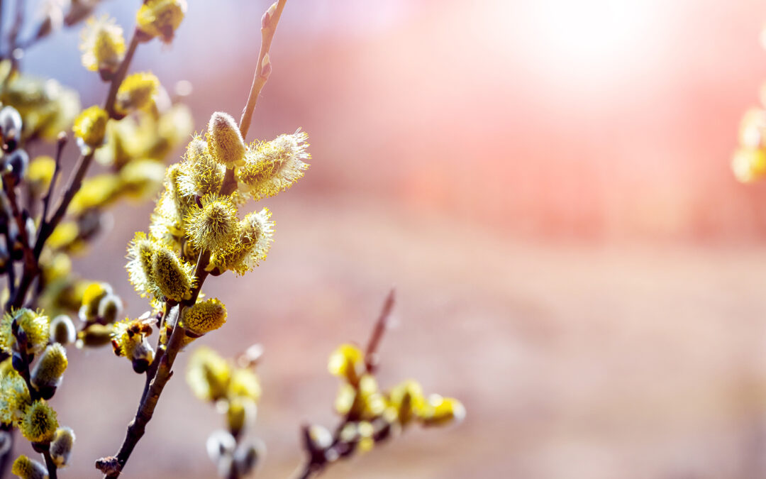 Ein Jahr im österrreichischen Wald: April