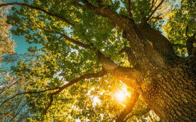 Woche des Waldes 2026: Wald und Wirtschaft