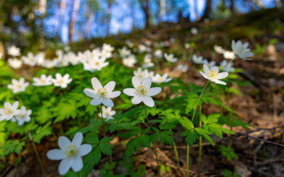 Ein Jahr im österreichischen Wald: April