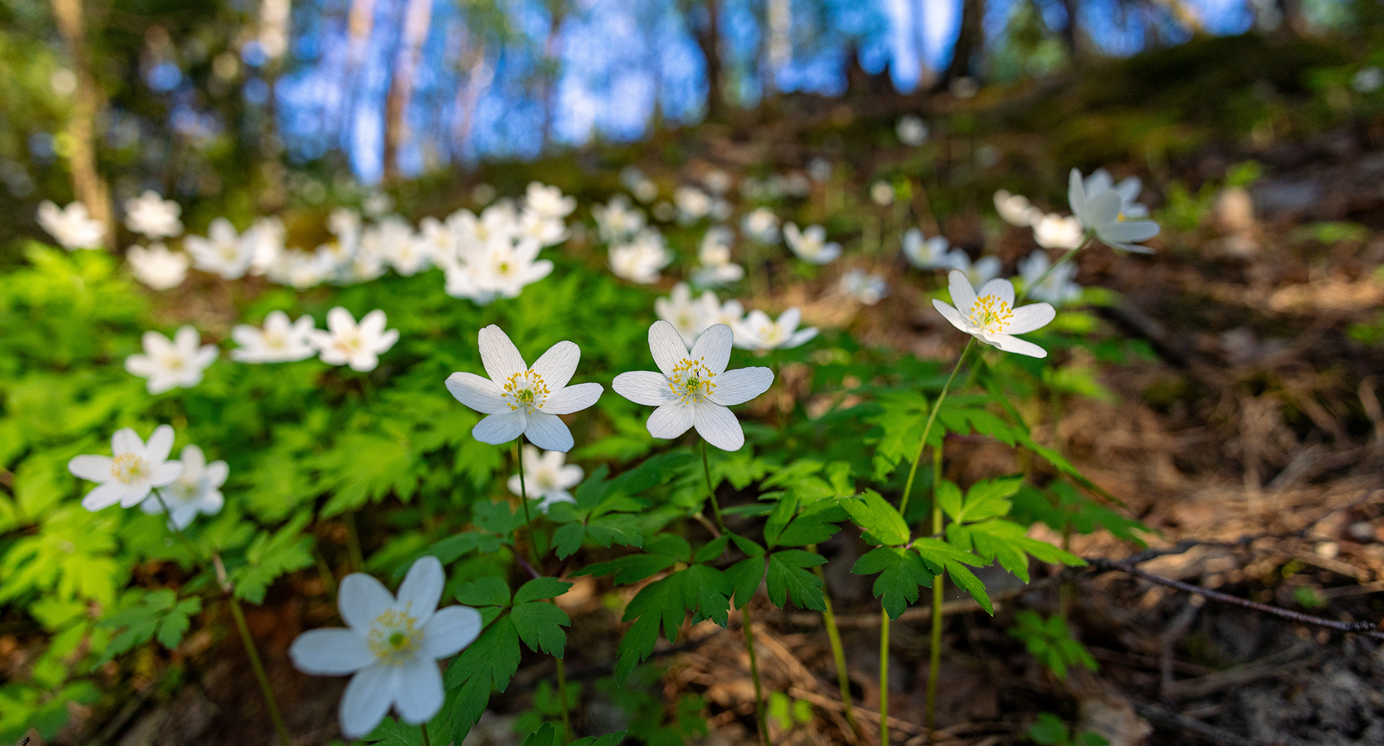 waldgeschichten-jahreszeiten-frühblüher-wald-april Waldgeschichten und die Jahreszeiten im Wald, hier April, Frühblüher