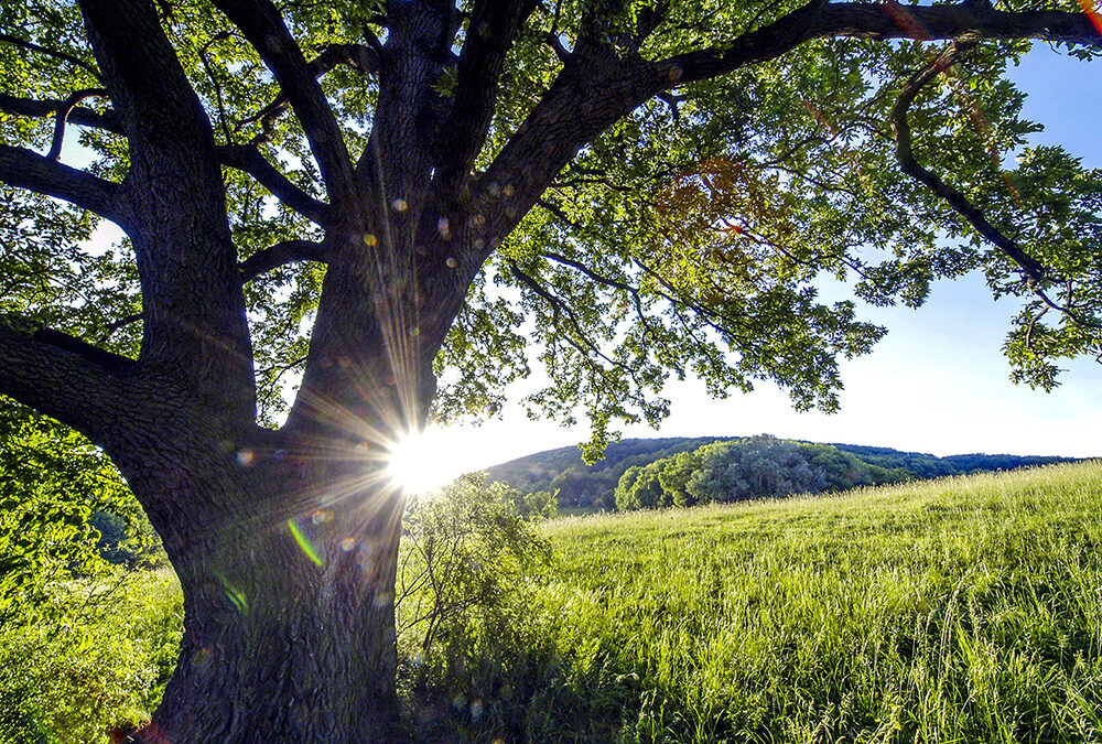 25. April 2026: Tag des Baumes