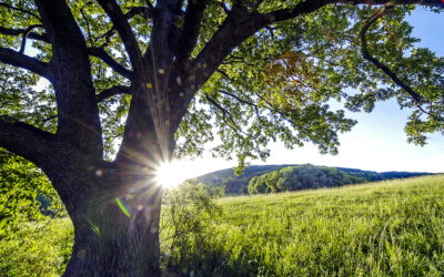 25. April 2026: Tag des Baumes
