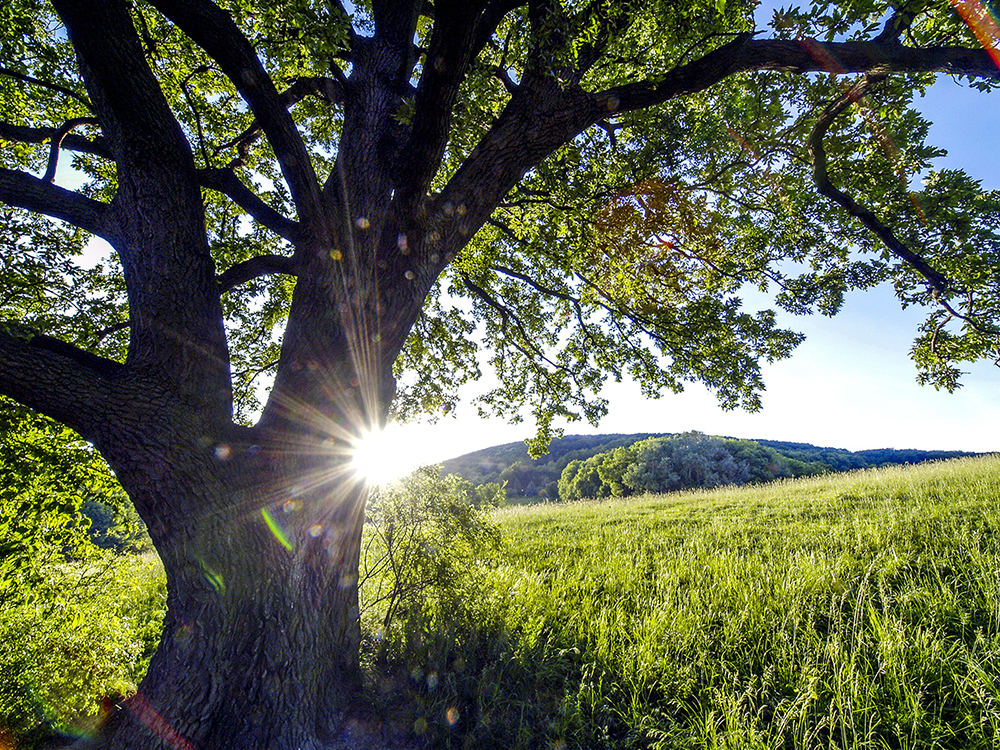 Waldgeschichten und der Internationale Tag des Baums