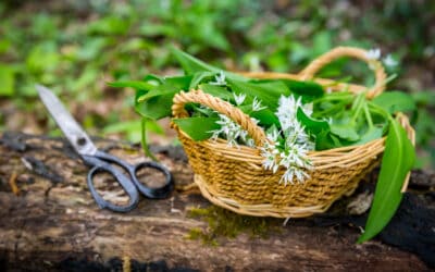 Waldgeschichten und das Superfood in unseren Wäldern